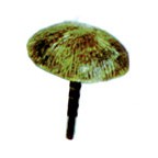 Plastruct HO gauge Polystyrene Beach Umbrella (3 per pack)